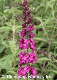 Buddleia davidii 'Red Plume'